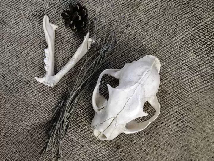 Череп рыси (Lynx lynx) - Черепа диких зверей