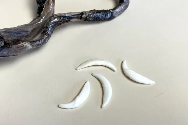Клык лисицы — сырье - Сырье и заготовки