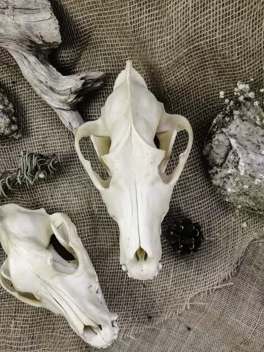 Череп волка (Canis lupus) - Черепа диких зверей