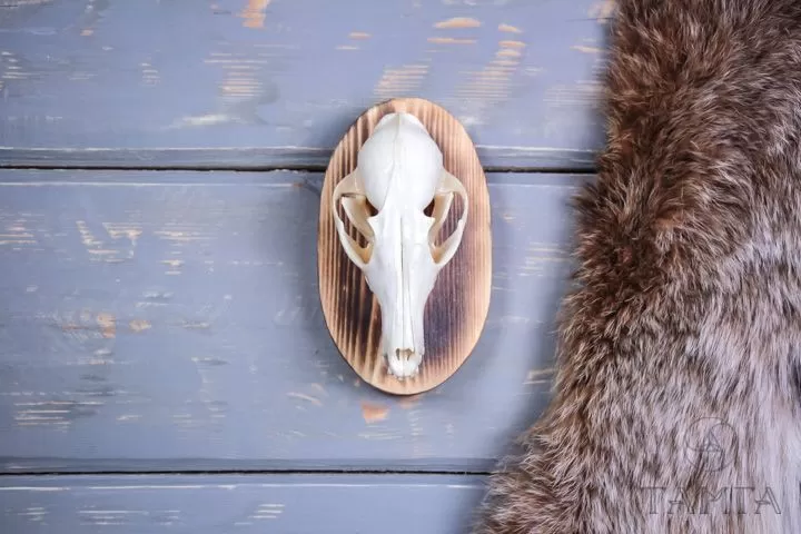 Череп волка (Canis lupus)