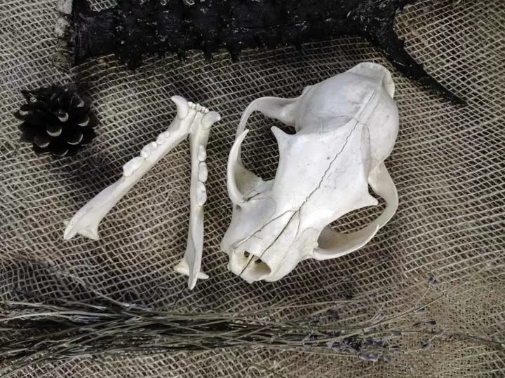 Череп рыси (Lynx lynx) - Черепа диких зверей