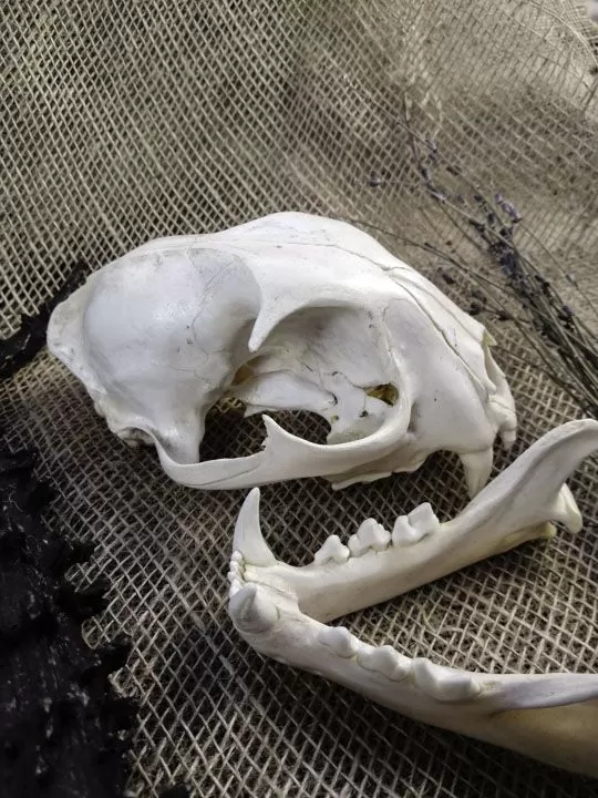 Череп рыси (Lynx lynx)