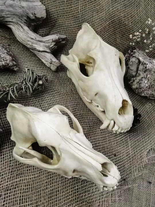 Череп волка (Canis lupus) - Черепа диких зверей