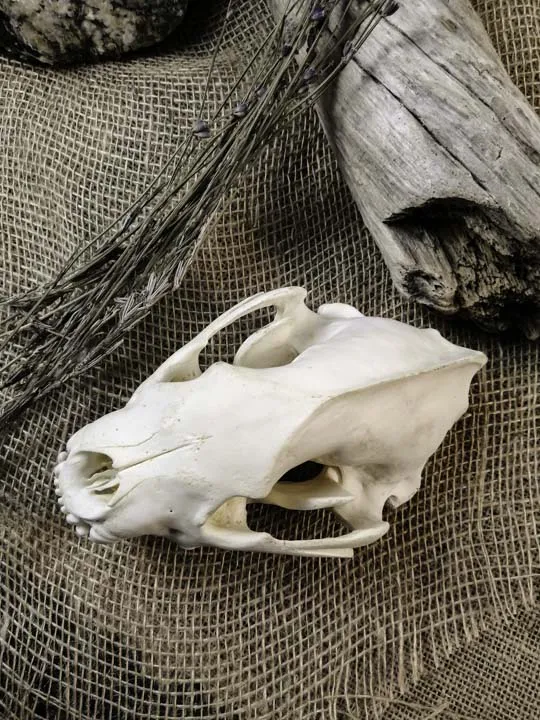 Череп росомахи (Gulo gulo)
