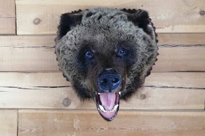 Чучело головы бурого медведя (Ursus arctos)