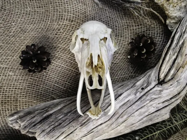Череп кабарги (Moschus moschiferus)