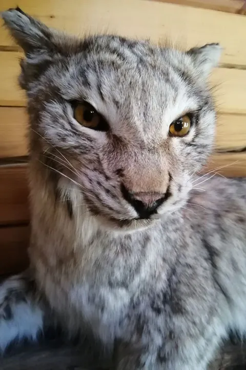 Чучело рыси (Lynx lynx)
