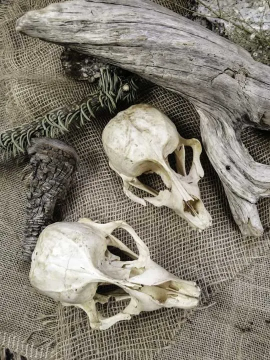 Череп нерпы (Pusa sibirica)