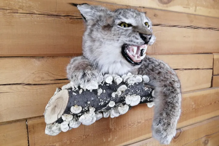 Чучело головы рыси (Lynx lynx)