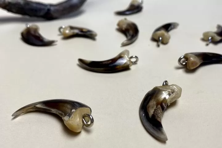 Коготь волка — сырье - Сырье и заготовки