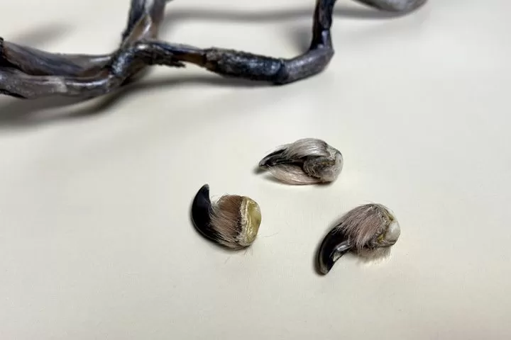 Коготь волка — сырье - Сырье и заготовки