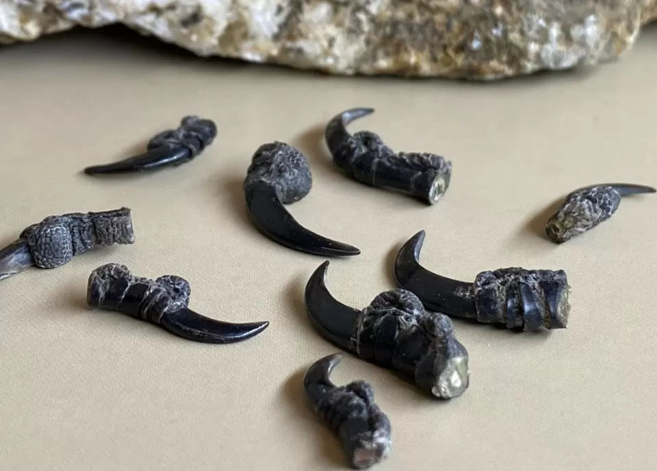 Когти ворона - сырье