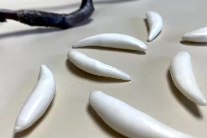 Клык рыси сибирской — сырье - Сырье и заготовки