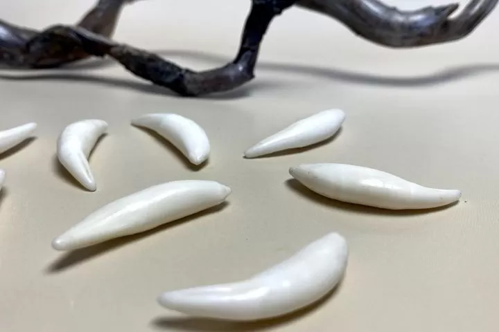 Клык рыси сибирской — сырье - Сырье и заготовки