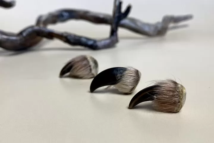 Коготь волка — сырье - Сырье и заготовки