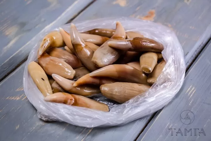Клык медведя настоящий — сырье - Сырье и заготовки