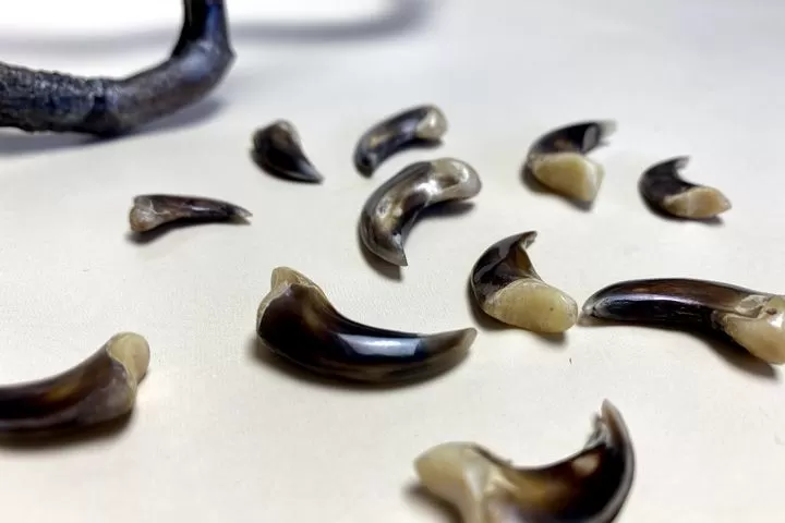 Коготь волка — сырье - Сырье и заготовки