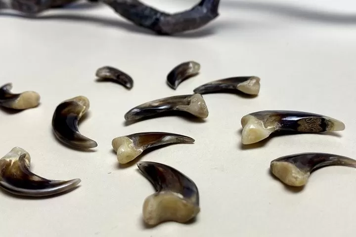 Коготь волка — сырье - Сырье и заготовки