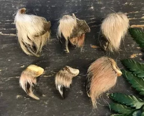 Коготь волка — сырье | Таёжная лавка Тамга