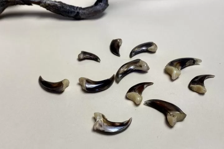 Коготь волка — сырье - Сырье и заготовки