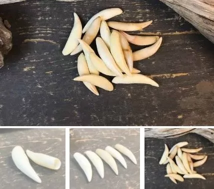 Клык рыси сибирской — сырье | Таёжная лавка Тамга