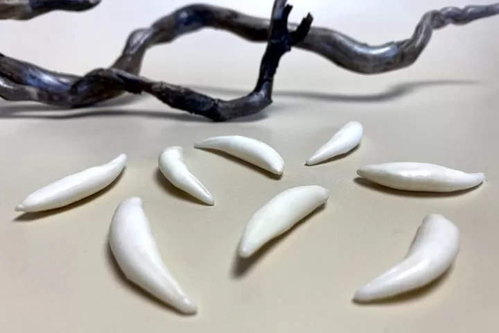 Клык рыси сибирской — сырье - Сырье и заготовки