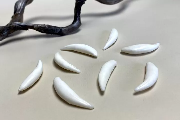 Клык рыси сибирской — сырье - Сырье и заготовки