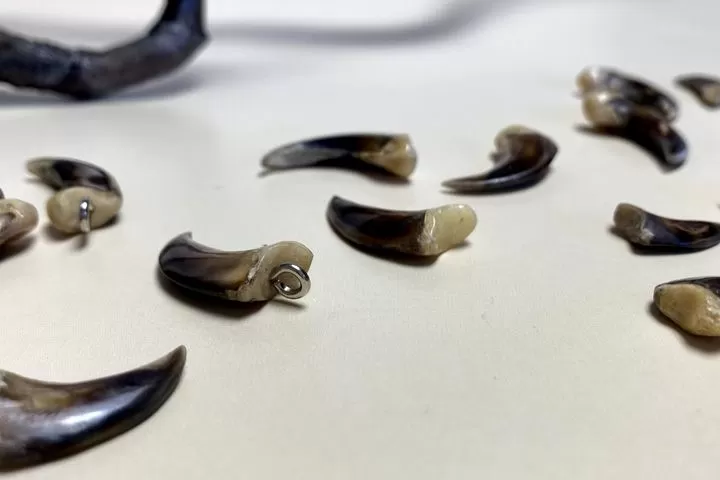 Коготь волка — сырье - Сырье и заготовки