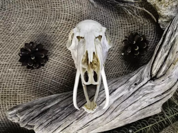 Череп кабарги (Moschus moschiferus)