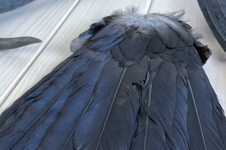 Крылья ворона - corvus alis - крыло ворона - Прочее