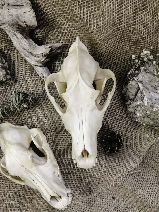 Череп волка (Canis lupus) - Черепа диких зверей