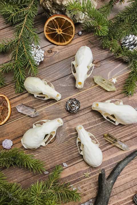 Череп соболя (Martes zibellina) - Черепа диких зверей