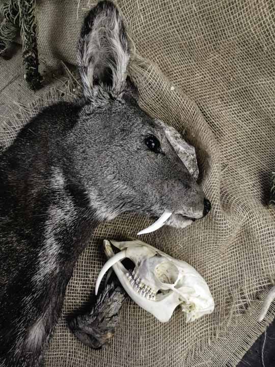Череп кабарги (Moschus moschiferus) - Черепа диких зверей
