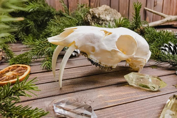 Череп кабарги (Moschus moschiferus) - Черепа диких зверей