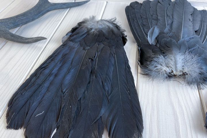 Крылья ворона - corvus alis - крыло ворона - Прочее