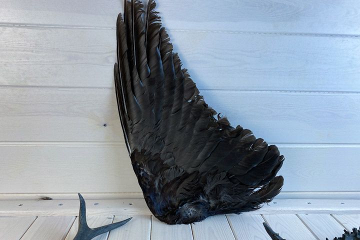 Крылья ворона - corvus alis - крыло ворона - Прочее