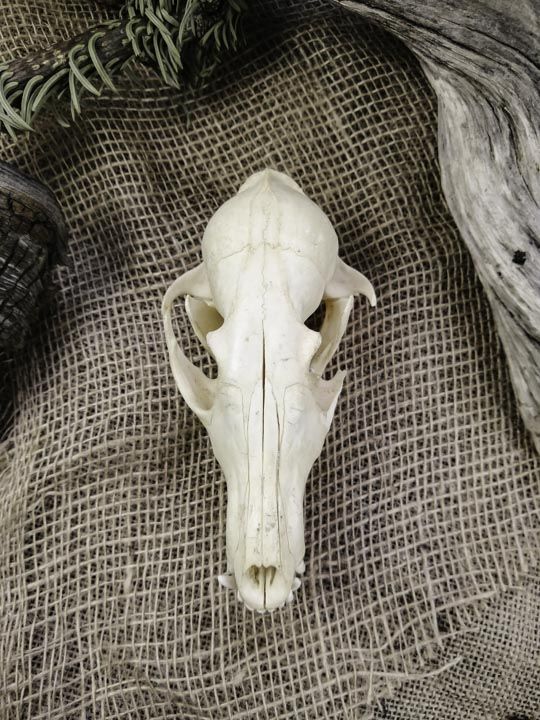Череп лисицы (Vulpes vulpes) - Черепа диких зверей