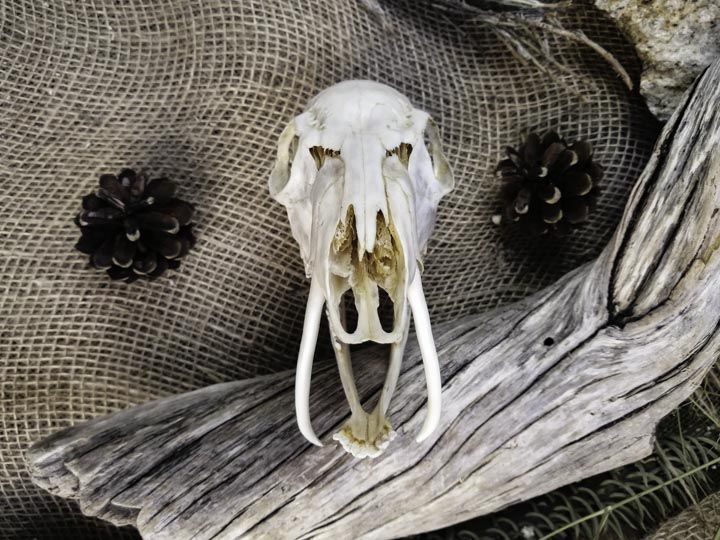 Череп кабарги (Moschus moschiferus) | Таёжная лавка Тамга