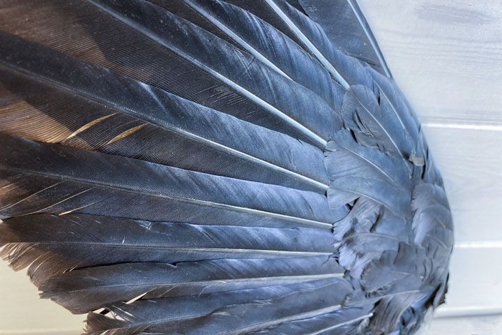 Крылья ворона - corvus alis - крыло ворона - Прочее